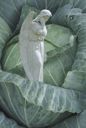 F1_2308_Angel in the cabbage
