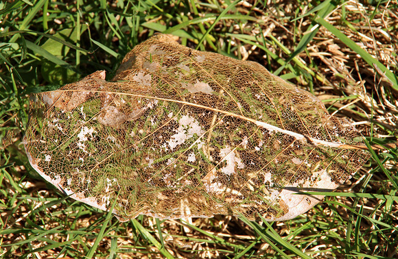 Elaine Bacal_Skeleton leaf