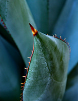 Bromeliads, Cacti and Succulents