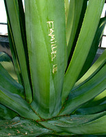 Elaine Bacal_Grafitti aloe