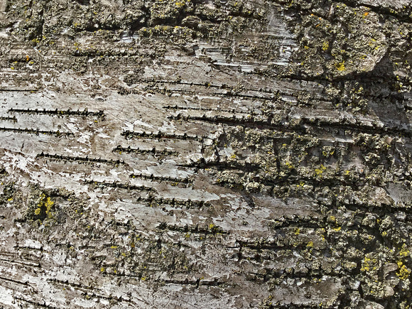 F2_2308_Mossy bark