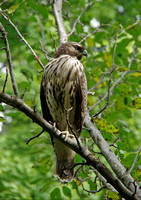 Hawk at Gardens