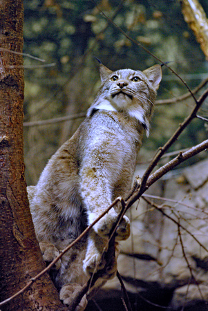 Elaine Bacal_Canada lynx