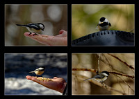 Elaine Bacal_Chickadees collage