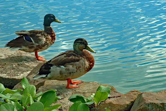 Elaine Bacal_Pair of ducks
