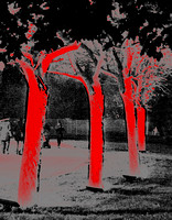Elaine Bacal_Red trees