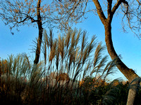 Elaine Bacal_Grasses and trees
