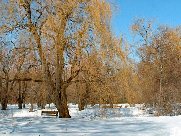 Elaine Bacal_Winter willows