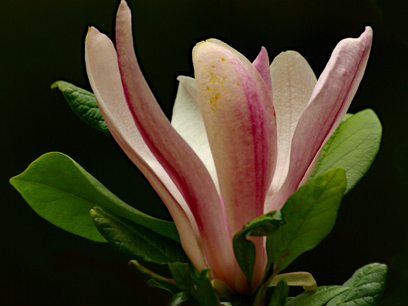 Elaine Bacal_Magnolia bloom