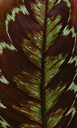 Elaine Bacal_Tropical leaf