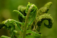 Elaine Bacal_Young ferns