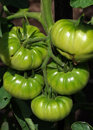 Elaine Bacal_Green tomatoes