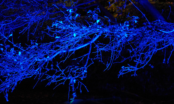 Elaine Bacal_Blue lit trees