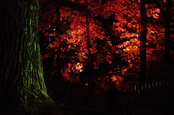 Elaine Bacal_Illuminated forest01