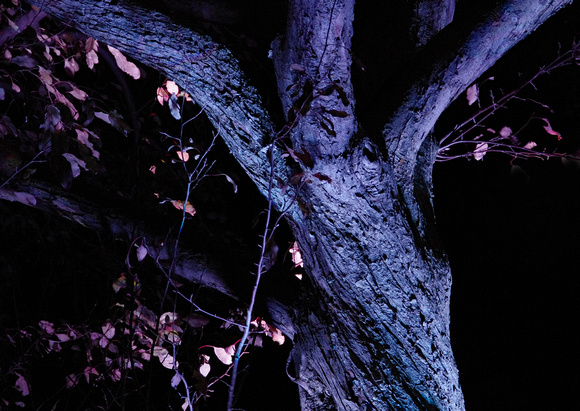 Elaine Bacal_Illuminated tree trunk