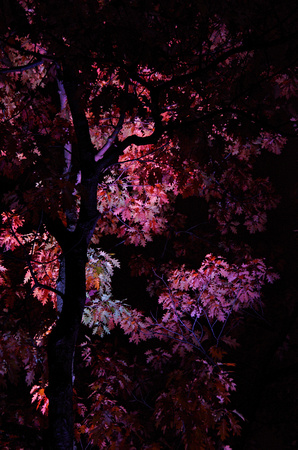 Elaine Bacal_Illuminated tree01