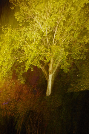 Elaine Bacal_Soft lit trees