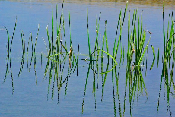 Elaine Bacal_Water weeds and reflection
