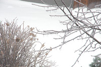 Elaine Bacal_Winter_Frosty branches02