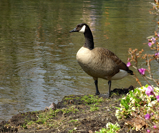 Elaine Bacal_Goose at the pond