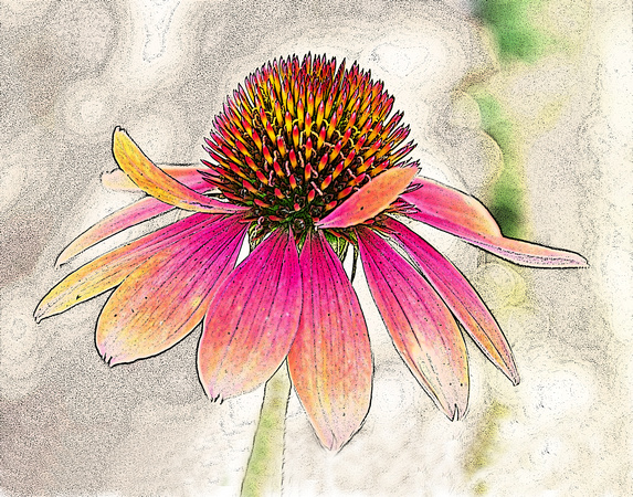 Elaine Bacal_Echinacea in colour pencil