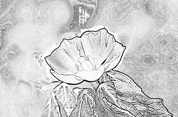 Elaine Bacal_Sketch of poppy