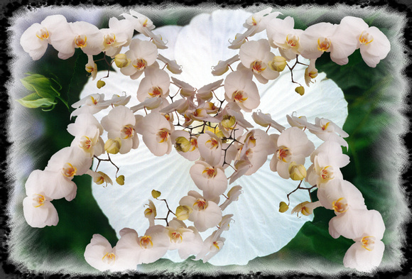 Elaine Bacal_white hibiscus and orchids