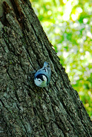 Elaine Bacal_White breasted nuthatch