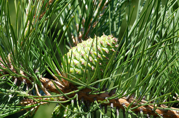 Elaine Bacal_Early pine cone
