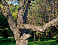 Elaine Bacal_Upright branches