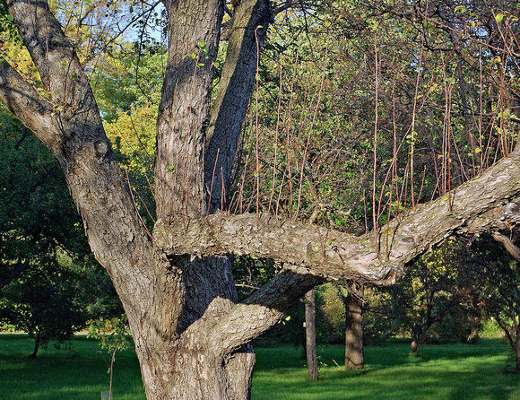 Elaine Bacal_Upright branches