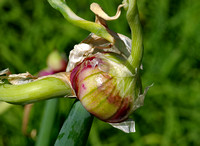 Elaine Bacal_Egyptian onion