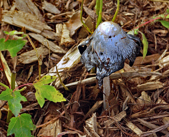 Elaine Bacal_Blue-grey mushroom
