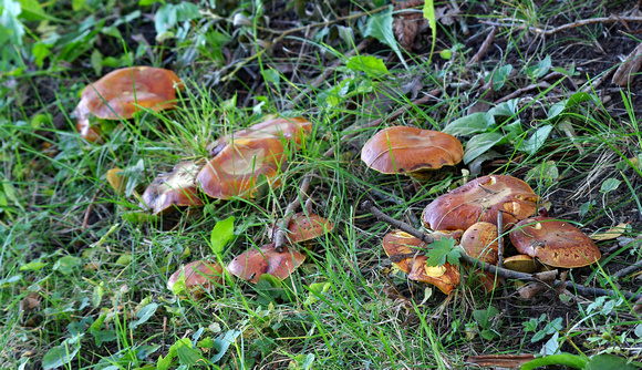Elaine Bacal_Mushrooms in grass