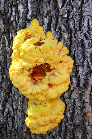 Elaine Bacal_Yellow tree fungus