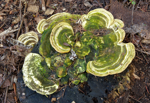 Elaine Bacal_Green fungus