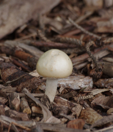 Elaine Bacal_Small white mushroom
