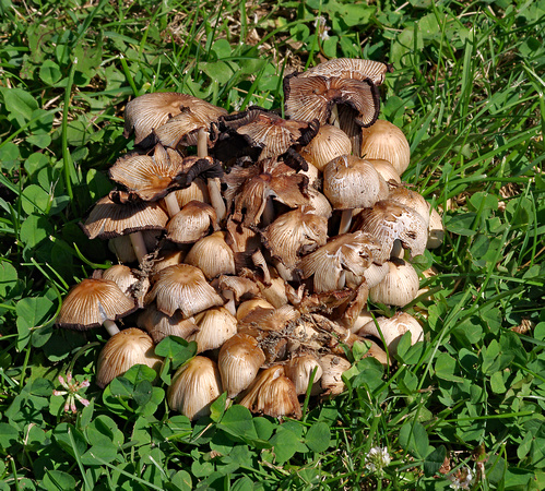 Elaine Bacal_Mushrooms in the lawn