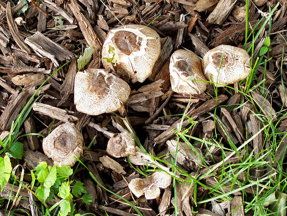 Elaine Bacal_Mushroom cluster