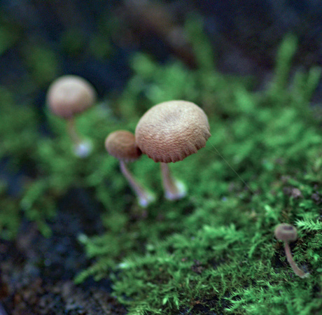 Elaine Bacal_Tiny mushrooms in the moss02