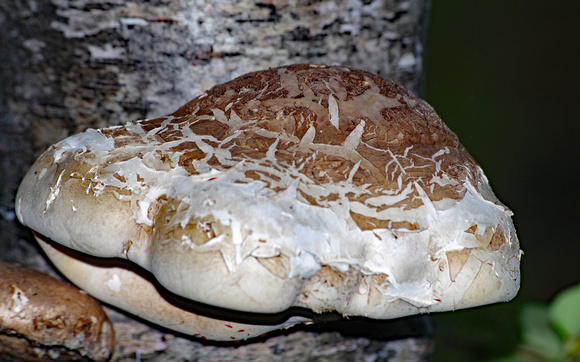 Elaine Bacal_Large tree fungus