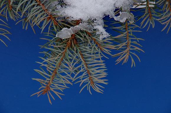 Elaine Bacal_Pine branch with snow