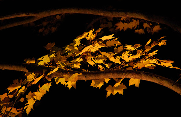 Elaine Bacal_Golden maple leaves