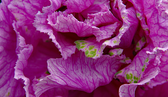 Elaine Bacal_Pink cabbage02