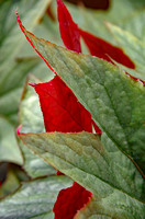 Elaine Bacal_Red and green leaves