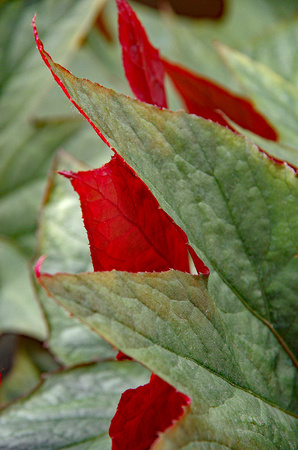 Elaine Bacal_Red and green leaves