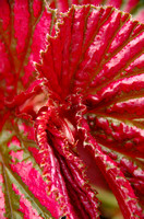 Elaine Bacal_Red Begonia leaves01