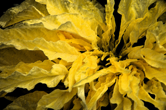 Elaine Yellow petals