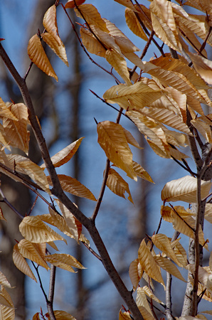 Elaine Bacal_Dried leaves in winter