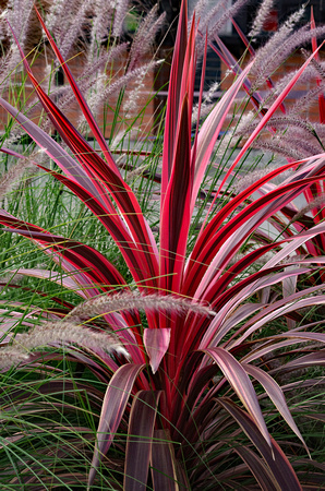 Elaine Bacal_Dracena in the grasses